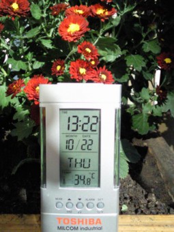 Gradina mea de toamna, cu temperaturi de vara