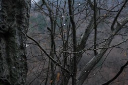 “Fruncea” zbarcita a Banatului
