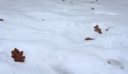 Un leu douazeci, ultima frunza