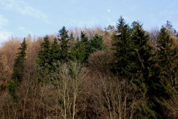In cautarea oierului de munte