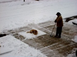 Un câine încăpățânat