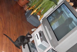 Cu cine ține Toshiba?