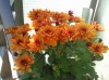 Crizantema de la tiganca - 30 de lei bucata