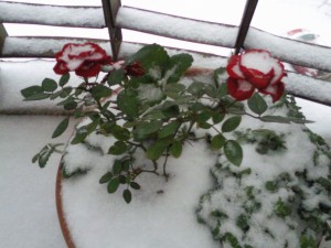 Trandafirul meu, luat prin surprindere, normal, de subita iarna