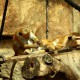 Ce fac animalele la Zoo Berlin