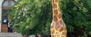 Girafa de la Antipa și prietenii ei