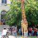 De ce protestează girafa la Guvern?