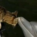 Pisica și delfinul