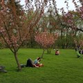 O după amiază în grădina japoneză