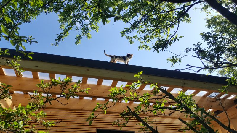 Pisica pe acoperișul casei