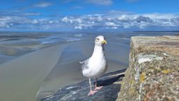 Un pescăruș care nu avea nevoie de momeli, stătea la poză gratis