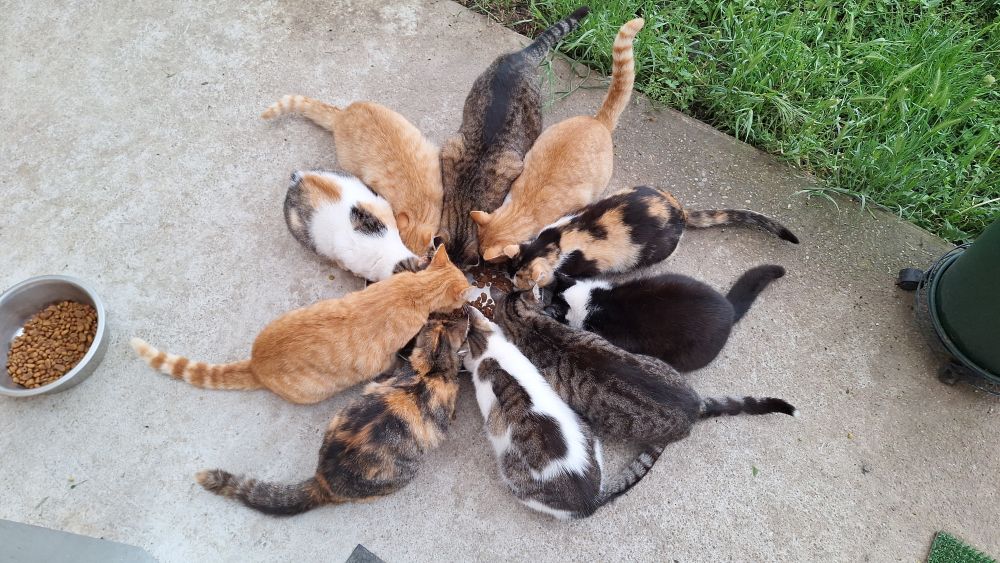 Șeptelul de la moșie