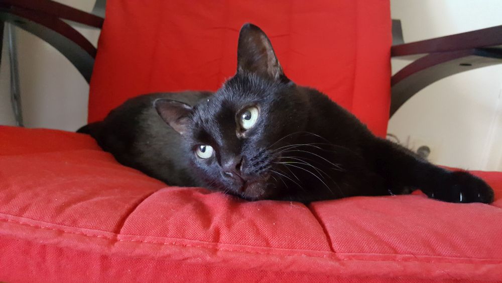 Poza de inaugurare a fotoliului lui mamaie