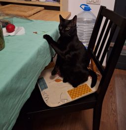 Toshiba, singura pisică acceptată în casă, la moșie