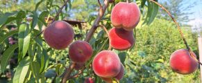 piersici
