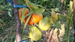 Roșiile din răsaduri făcute de mama, plantate de mine, udate de Dumnezeu