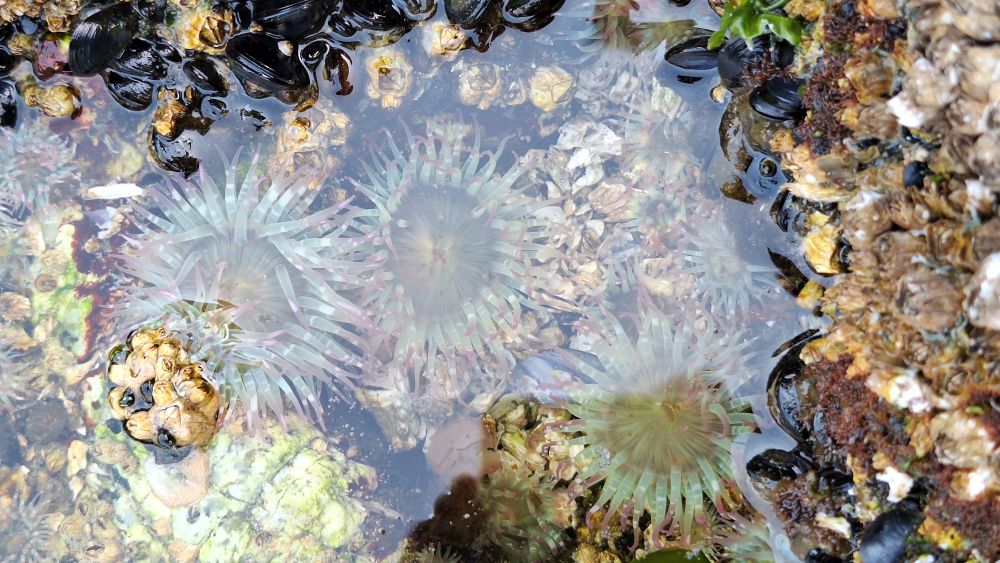Anemone