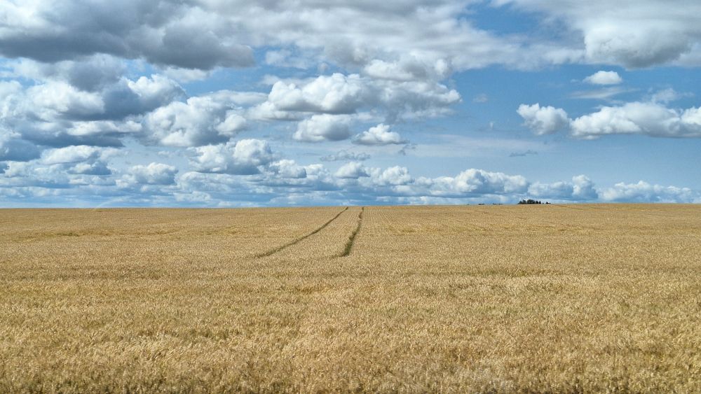 Un câmp din Alberta