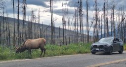 Prin pădurile arse din Jasper încă există animale