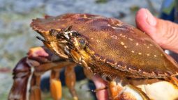Un crab pentru care nu s-a mai putut face nimic