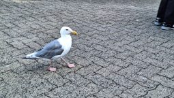 Un pescăruș