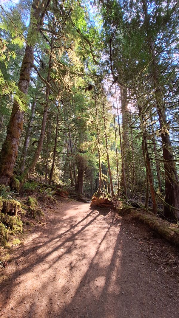 Rain forest de la Skookumchuk
