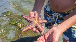 O stea de mare eșuată pe plajă, salvată de niște români de bine